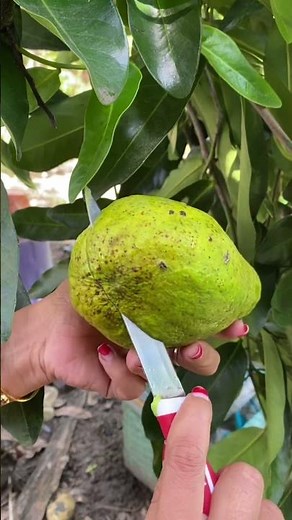 Avocado Fruit #avocado