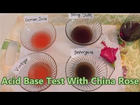 Acid Base Test With China Rose Indicator Solution - How To Make China Rose/Hibiscus Indicator