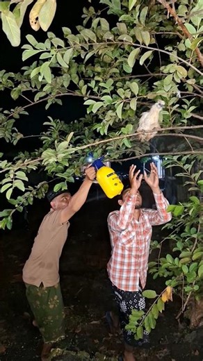 nangkap ayam di pohon jembu dengan cara disemprop #shortsviral #nature