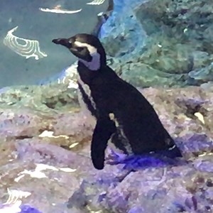 alumina_aluminium - Twitch