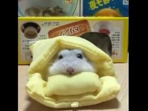 けしからん可愛さの人気の動物癒し系動画を集めてみた