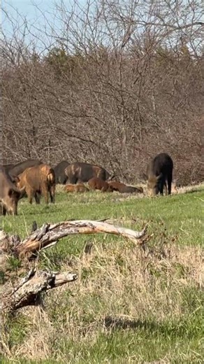 Wild Hog fight Mid DAY! #hog #pig #Fight