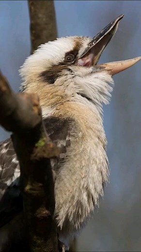 Laughing Kookaburra, The Laughing Jackass | Largest member of the kingfisher family #shorts