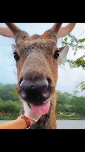 Sika Deer Fight Like Kangaroos?! Nature’s Forest Spirit Explained 🦌