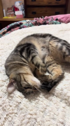 Mom’s blanket is better than all other blankets!!! 🥰🥰🥰#catsoftiktok #catmom #comfykitty #comfycat