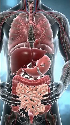 Amazing Xray 3d Animation of Human Body, Orgasn and Digestive System