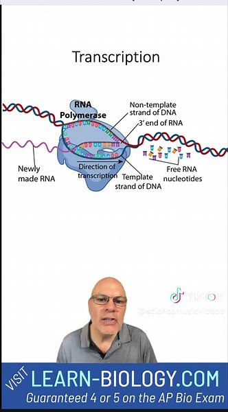 What is Transcription? #STEM #Transcription #moleculargenetics Check out the related tutorial: https://learn-biology.com/ap-biology-v2-0-main-menu/ap-bio-unit-6-gene-expression-main-menu/topic-6-3-transcription/ CRUSH YOUR BIOLOGY COURSE WITH THE BIOMANIA APP! iPhone: https://apps.apple.com/us/app/biomania/id1448110607?ls=1 Android: https://play.google.com/store/apps/details?id=com.smvqwizcards In this video, Mr. W explains the process of transcription, which is the making of RNA from a DNA temp