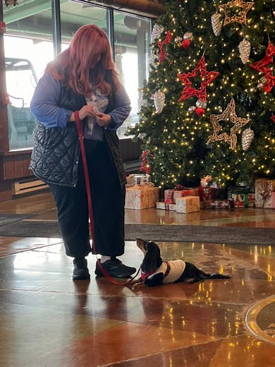 After Darla completed her day training over the past weeks we have started tackling her reactivity today. She had always been nervous with lots of displacement sniffing, barking and depending on the trigger also acting on her feelings. We switched gears today and for the first time the focus was upwards, and her whole demeanor was engaged and not avoidant. Such an amazing session today 💕 | A Touch Of Class Training - Dogs With Etiquette