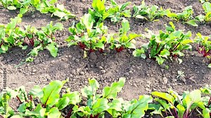 Young red beets planted in a row grow in the garden. Red beet leaves. Cultivation of home red beets in the garden. Homemade vegetables