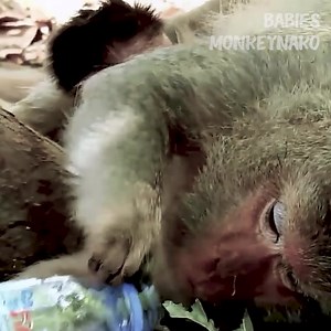 9.8K views · 130 reactions | Dolly monkey did not have the strength to hug her newborn, Dalton baby who was just five hours old need milk. | 푩풂풃풊풆풔 푴풐풏풌풆풚푵풂푲풐 | Facebook