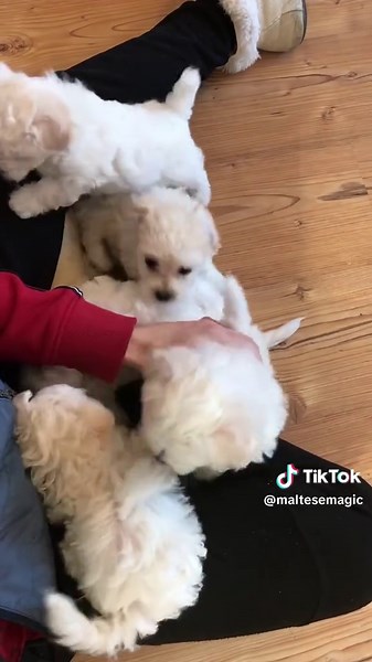 Adorable Maltese Puppies to Brighten Your Day!
