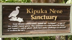 The Honolulu Zoo dedicates its time and efforts to protecting the Hawaii State Bird, the Nene. The Nene is considered a “conservation success story” as it was downgraded a few years ago from Endangered to Near Threatened. “We’re so glad that this bird, a symbol of Hawaii is no longer considered endangered. We have 14 of them on property and our staff is dedicated to making sure these birds are well protected and taken care of,” says Shari Young, Honolulu Zoo Animal Keeper. Join Kelly Simek with 