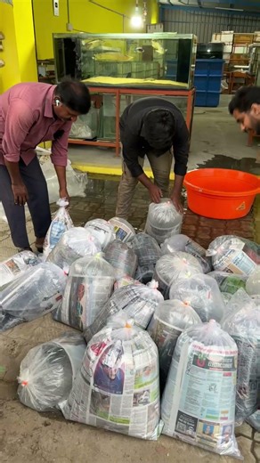 3 அடி arapaima tiger shovelnose catfish மீன்கள் ❌ shipping #btaqua