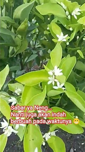 Sweet orange 1 year. #patentedfertilizer #liquidfertilizer #organicfertilizer #sweetorange