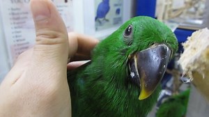 #E Eclectus Parrot #M Burung Nuri bayan #C 折衷鹦鹉 - 青红鹦 1. English Please ⬇️Scroll Down⬇️ 2. BM 📲Tatal ke Bawah Halaman 💻 3. 🌐华语🌐请点击📥往下📱查询 📩 #E Details #ForAllPetLovers - With LICENSE & RING Number - Baby Handfeeding / Young / Adult / Pair * Eclectus parrots are amongst the most intelligent parrot species. They are also great talkers. Eclectus are remarkable birds and ideally suited as a pet. When taught properly, they are capable of cognitive behaviour from a very young age. The ability of