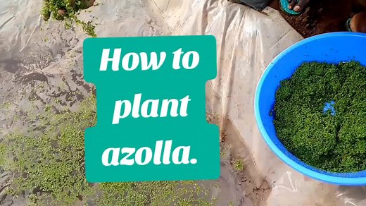 This is how you plant Azolla. 1. Broadcast it on the wanted gently using your hand. 2. make sure that you dont rub it or break it. Make sure no rumps