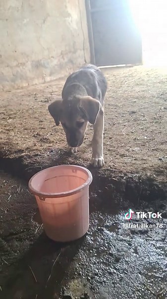 The work I do in secret from my mother Annemden gizlice yaptığım İş