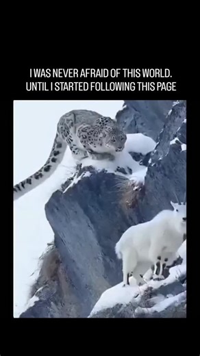 Wild Verse on Instagram: "🐐 This Animal Doesn’t Escape Predators… It Escapes GRAVITY ‼️ - Mountain goats aren’t just good climbers — they’re biological mountaineers living where falling means death. Mountain goats (Oreamnos americanus) aren’t true goats at all — they’re closer to antelopes. They live at elevations so steep that even predators with claws fear slipping. Their entire body evolved around one rule: never lose your footing. ☠️ SECRET WEAPON: THEIR HOOVES Each hoof has a rubber-like c
