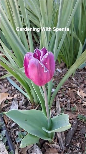Growing Tulips For Garden Borders | DIY Gardening Ideas | Perennial Gardens | Gardening With Spenta