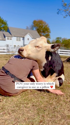 47K views · 2.5K reactions | When Love chooses you for a nap, you stay put  Every cow deserves this ❤️ | The Gentle Barn | Facebook