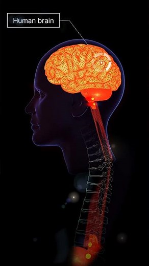 Head and Brain Internal Structure in 3Danimation #brain #animation #medical