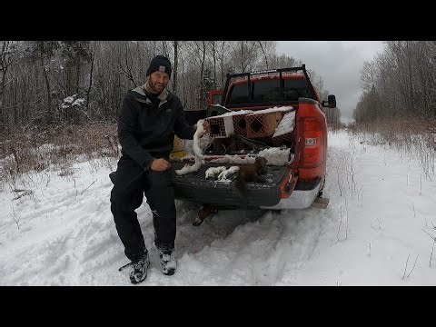 Northern Maine Mustelid Trapline: Weasel Revenge!