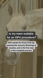 Is my mare suitable for an OPU procedure? 🧑‍🔬 With an OPU procedure we puncture and empty ovarian follicles (fluid-filled sacs on the ovaries that contain the eggs) to collect the eggs and thus be able to breed with your mare that competes in sports, has reduced fertility or is not capable of carrying out a pregnancy herself. Before we start working with your mare, it is important that a veterinarian first checks whether there are sufficient follicles present in your mare. We recommend that th