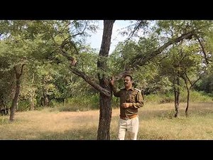 Acacia catechu (Khair) Tree