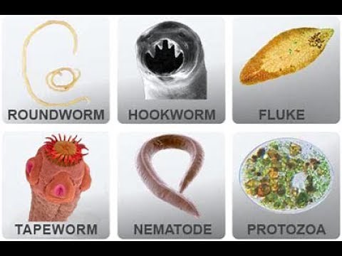 Microbiology of Parasites