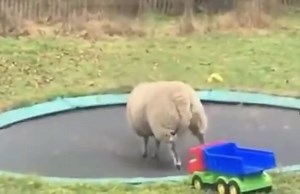 4.1K views · 64 reactions | This is hilarious! A sheep discovers the joy of jumping on a trampoline- our trampolines on the park are always popular as are our jumping pillows - look forward to welcoming you to some fun on the farm soon ! | The BIG Sheep Family Attraction | Facebook