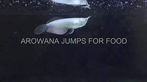 10K views · 30 reactions | BABY SILVER AROWANA JUMPS 5 TIME FOR FOOD - Slowmotion 240FPS © DBUULIK | For The Love of Fish | Facebook