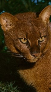 213K views · 18K reactions | Ever seen a cat that slinks like a weasel and hunts like a ghost? This is a jaguarundi—low-profile, high stealth, and rarely caught on camera. One of nature’s oddest felines, but all business in the underbrush.  #wildcats #wildlifephotography | Discvr Blog | Facebook