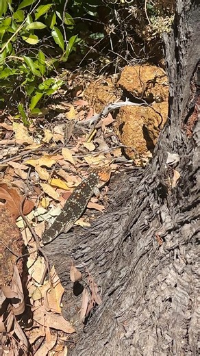 Prettiest Tiliqua rugosa on the block 😍 #bobtail #herps #reptiles #backyardbiodiversity #wildoz | Kit Prendergast
