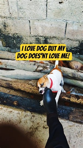 I love dog but my dog does'nt love me. #funny #dog #dogloverph