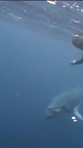 16K views · 259 reactions | Whales floating in the ocean #humpbackwhales #bostonwhaler #belugawhale #whalers #whalez #whaleseason #orcawhale #whalelove #bluewhales #whalelife #whalelover #marinemammals #oceanphotography | Bluewhaleshub | Facebook