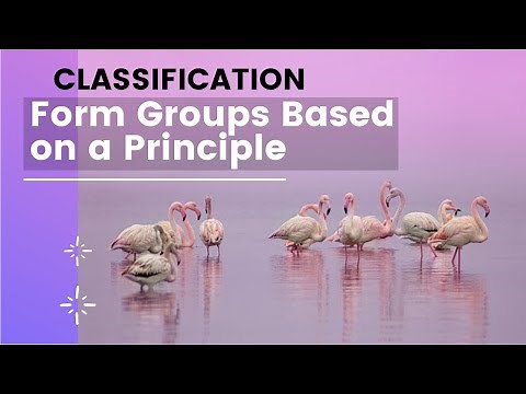 How to write a Classification paragraph