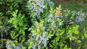 Mahonia aquifolium (Oregon-grape or Oregon grape)ripe blue fruits of the Mahonia (Berberis aquifolium) hang on a small branch