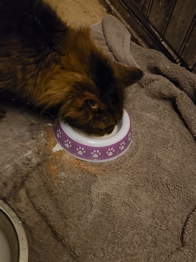 The milk doesn't cause him any issues. he's only able to drink a super small amount (he never finishes what's in his bowl) He's dying of cancer and it makes him happy. so I'm going to let him have it. 🥹 consider donating to my gofundme listed in my bio to help Simon cross the rainbow bridge in the comfort of his own home 🌈 🐈 #seniorcat #sickcat #felinecancer #catmilkface #pethospice