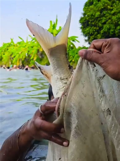 Unique Fishing Techniques Using Bamboo Tools