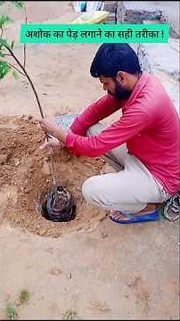 Ashoka Tree (अशोक )का पेड़ लगाने का सही तरीका ! #AshokaTree #AshokaTreePlanting #GardeningTips