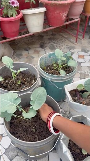 Planting & Terrace Gardening Tips | Easy Home Gardening Ideas for Beginners | Terrace Garden Setup