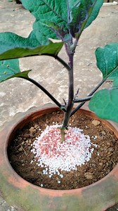 1.8M views · 9.2K reactions | There are no shortcuts for gardening. #gardenscience | Garden Science | Facebook