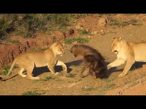 lionesses brutally attack a brown hyena luckily escape with injury video 