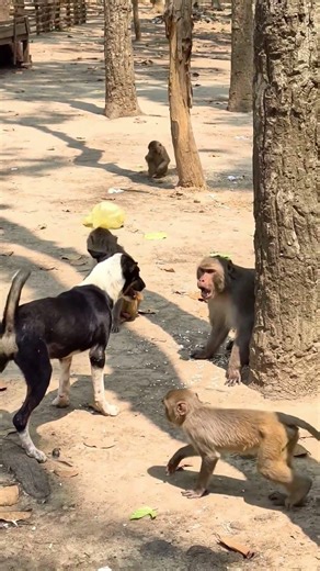Two monkey trying to fight with dog🤣