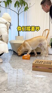 Dog: You're arguing and fighting, but don't joke with the dog food... 🍲 | Hot-tempered dog