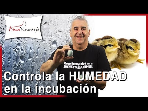 How to control HUMIDITY during EGG INCUBATION 🐣🐥