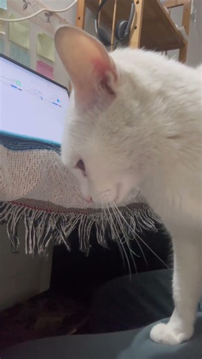 Saying Hi. #cat #kitten #cute