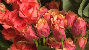 Valentine's boom for Indian roses