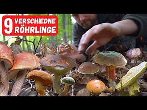 Best mushroom spots when collecting: Here you can find porcini mushrooms and more.
