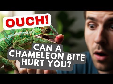 How Dangerous Are Do Chameleon Bites Hurt? Explained!